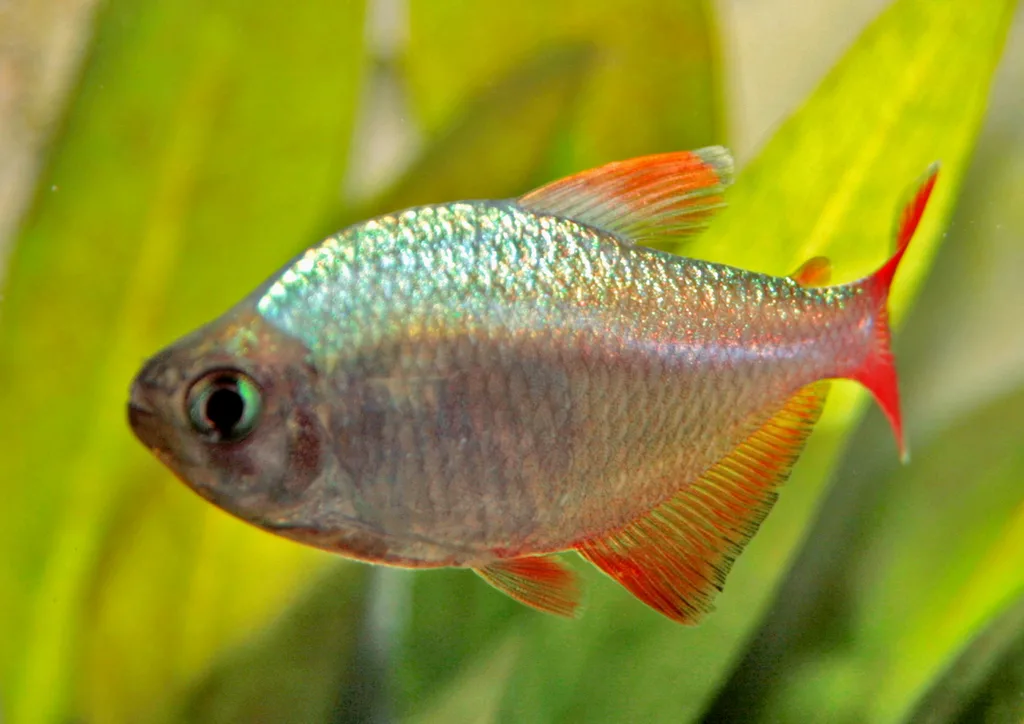 Foto de Hyphessobrycon columbianus em ambiente natural ou aquário