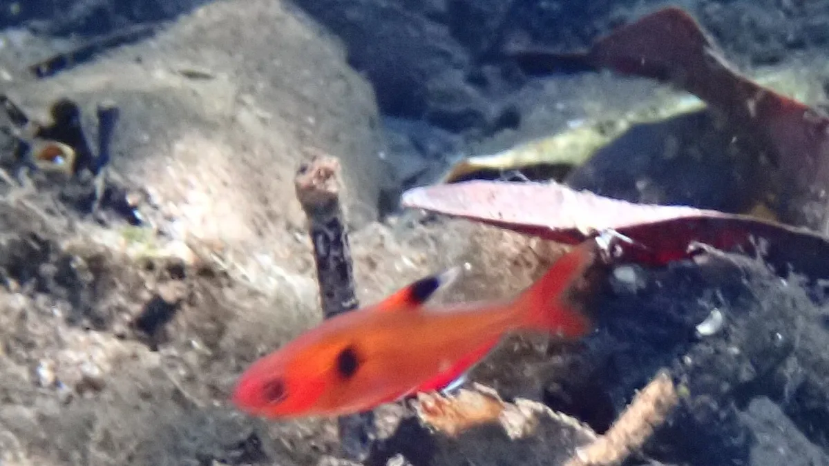 Foto de Hyphessobrycon eques em ambiente natural ou aquário