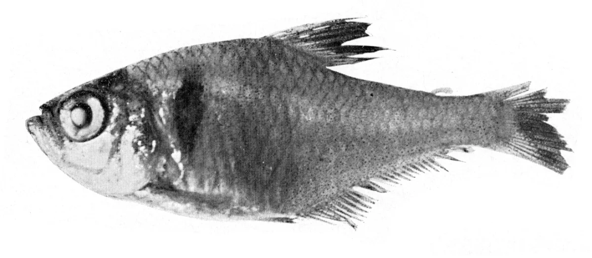 Foto de Hyphessobrycon megalopterus em ambiente natural ou aquário