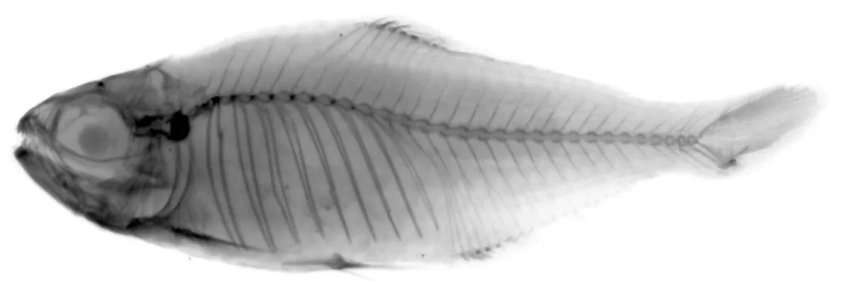 Foto de Hyphessobrycon metae em ambiente natural ou aquário