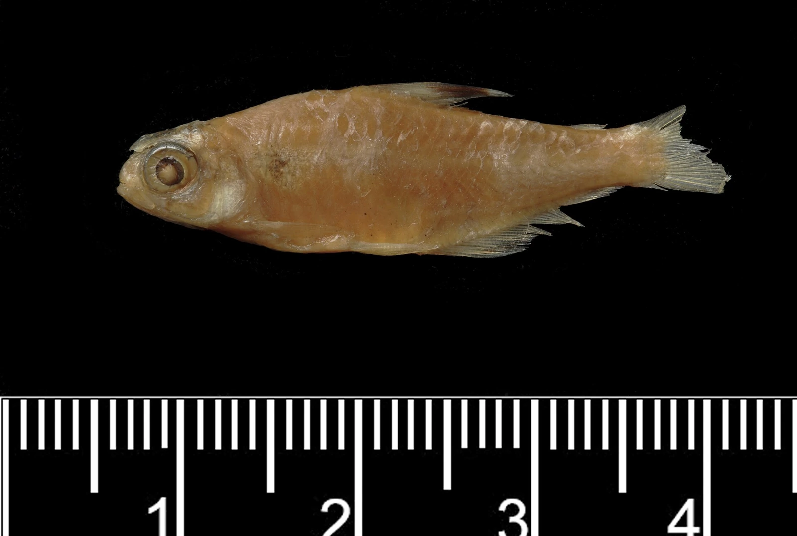 Foto de Hyphessobrycon rosaceus em ambiente natural ou aquário