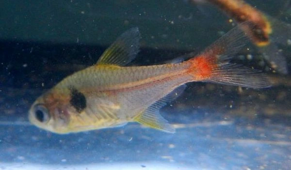 Foto de Hyphessobrycon roseus em ambiente natural ou aquário