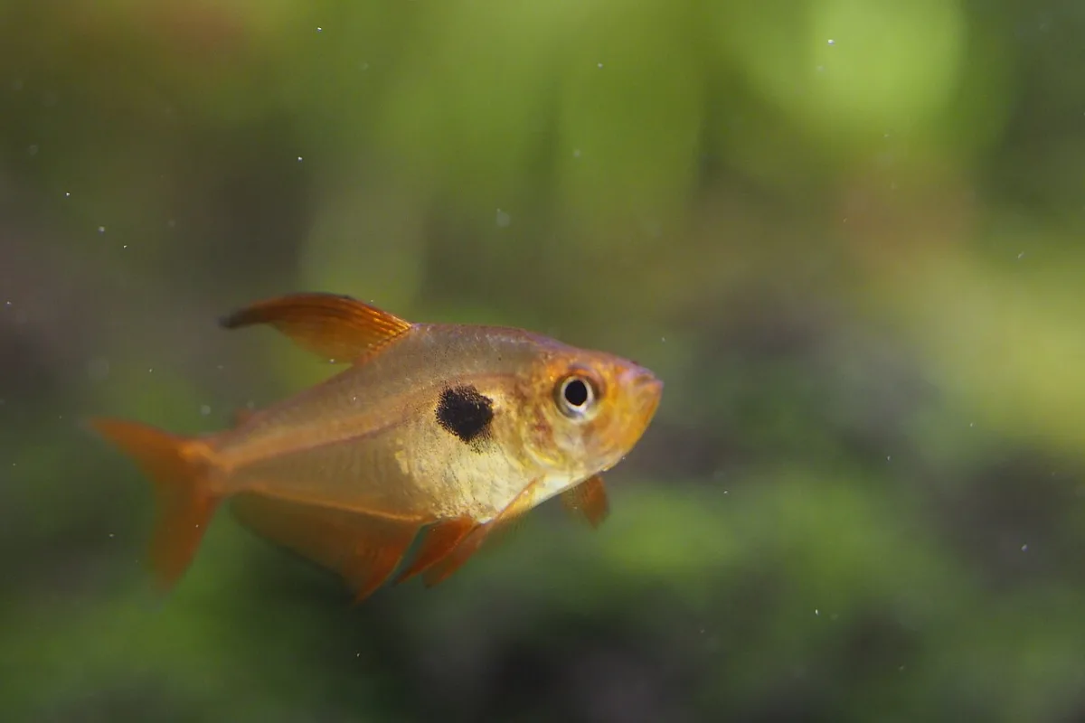 Foto de Hyphessobrycon sweglesi em ambiente natural ou aquário
