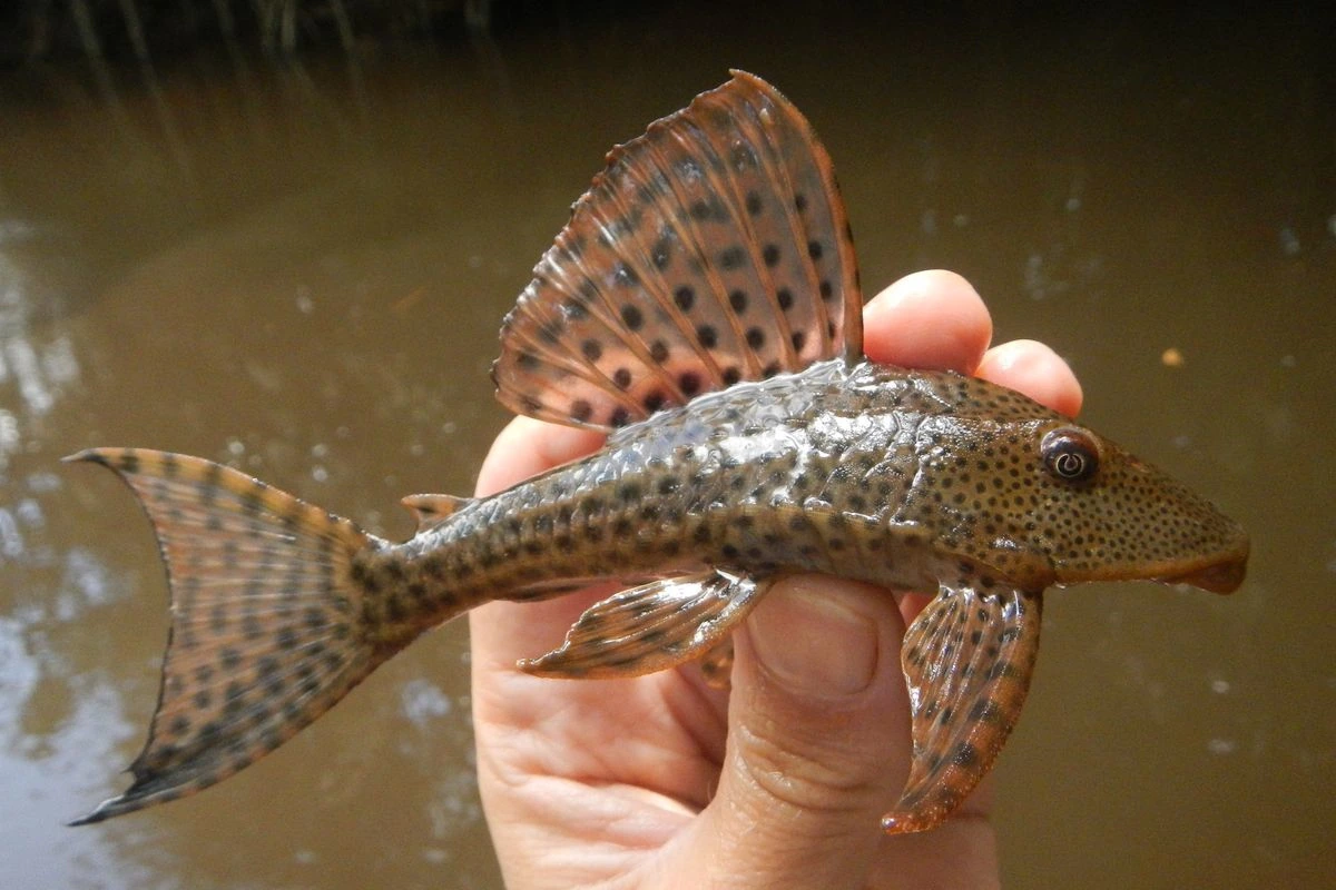 Foto de Hypostomus plecostomus em ambiente natural ou aquário