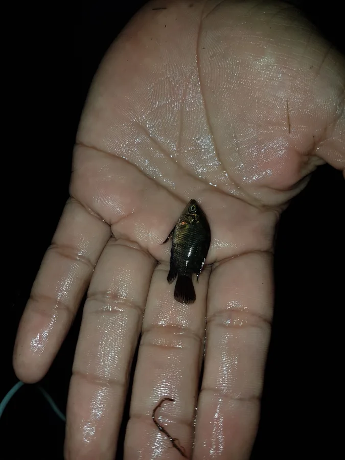 Foto de Hypselecara coryphaenoides em ambiente natural ou aquário