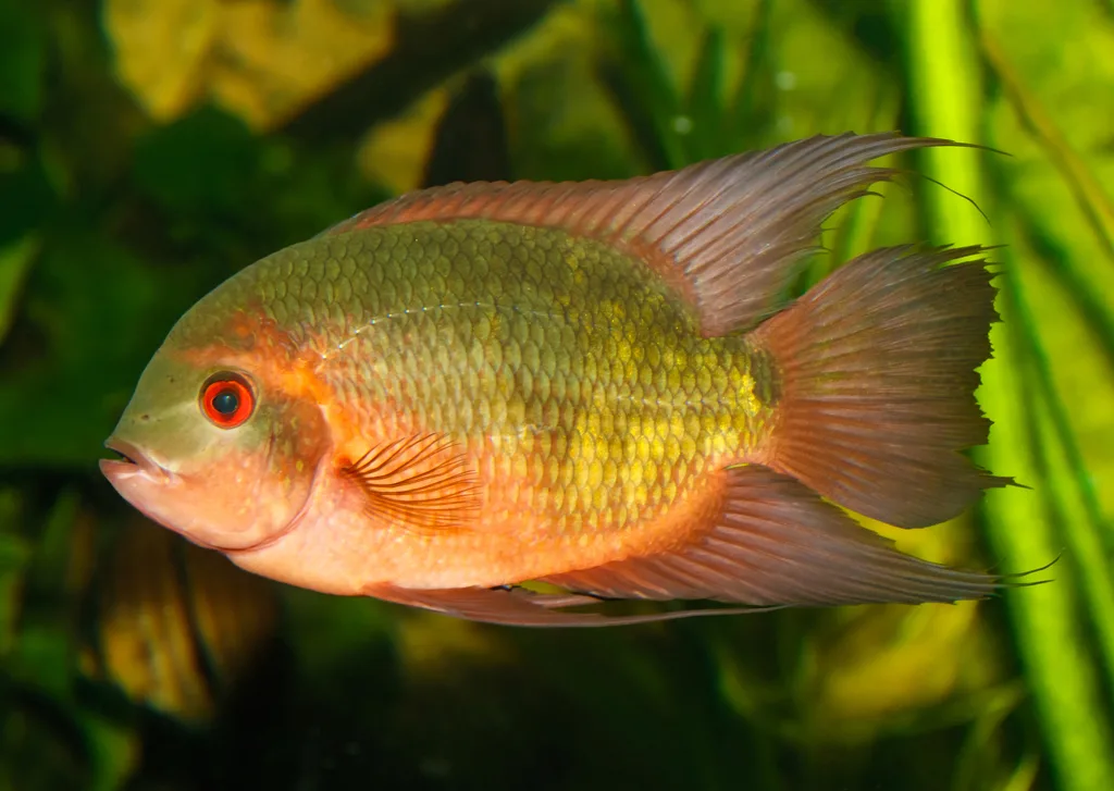 Foto de Hypselecara temporalis em ambiente natural ou aquário