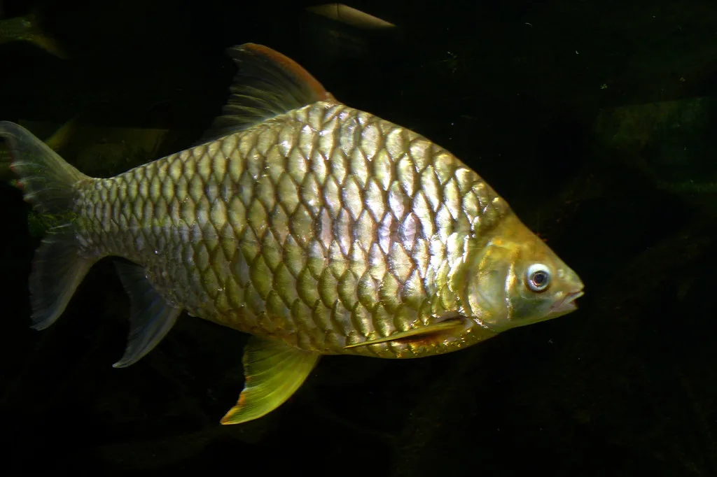Foto de Hypsibarbus wetmorei em ambiente natural ou aquário