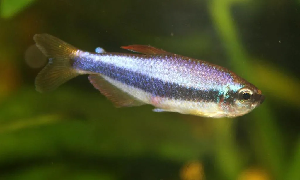 Foto de Inpaichthys kerri em ambiente natural ou aquário
