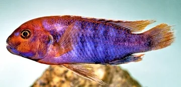 Foto de Iodotropheus sprengerae em ambiente natural ou aquário