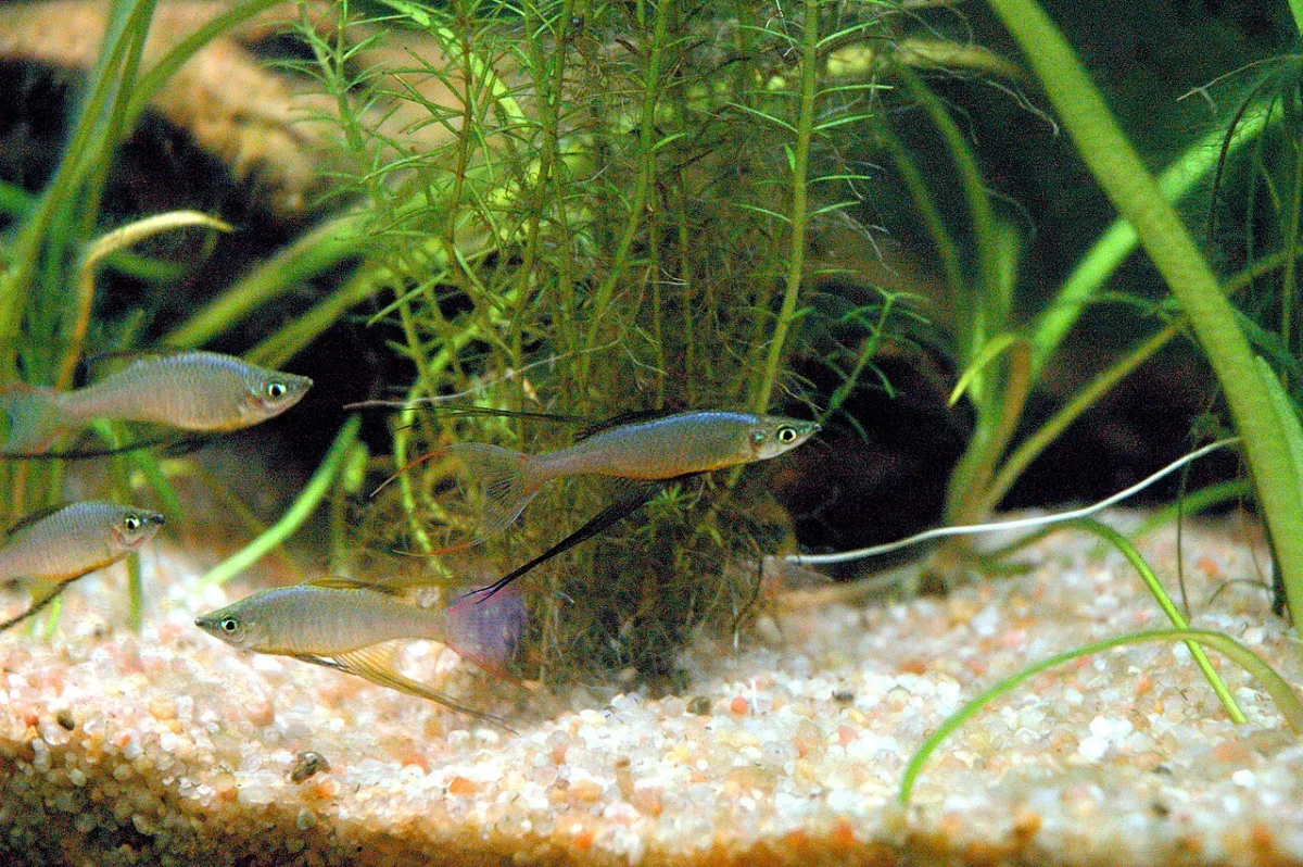Foto de Iriatherina werneri em ambiente natural ou aquário