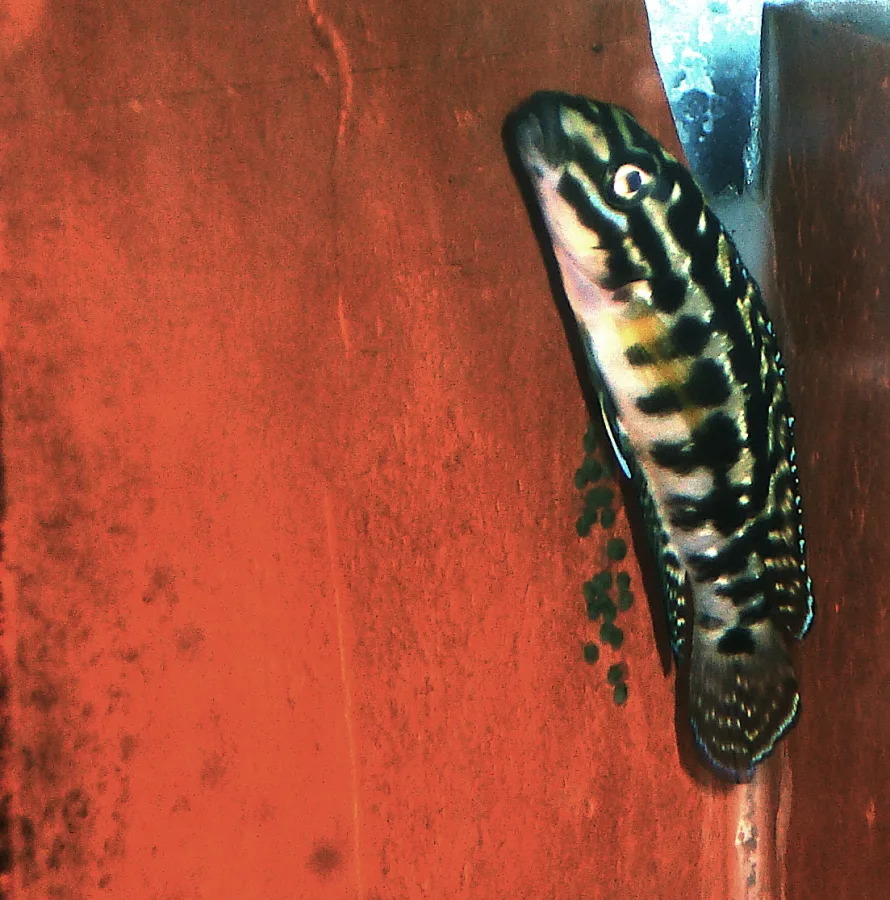 Foto de Julidochromis marlieri em ambiente natural ou aquário