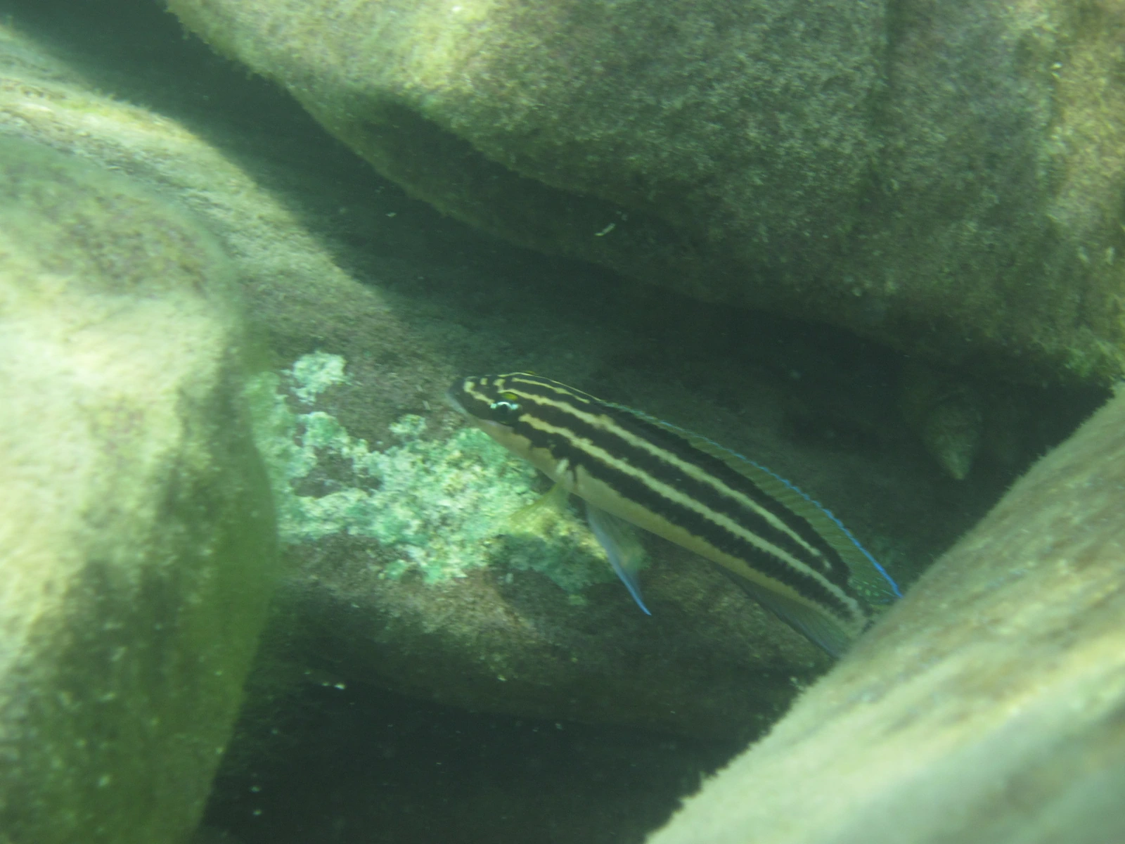 Foto de Julidochromis ornatus em ambiente natural ou aquário