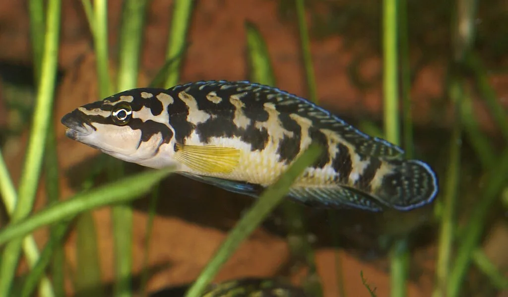 Foto de Julidochromis transcriptus em ambiente natural ou aquário