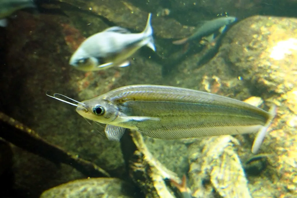 Foto de Kryptopterus cryptopterus em ambiente natural ou aquário