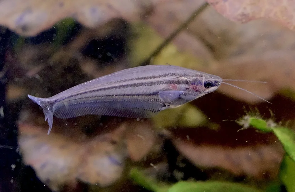 Foto de Kryptopterus macrocephalus em ambiente natural ou aquário