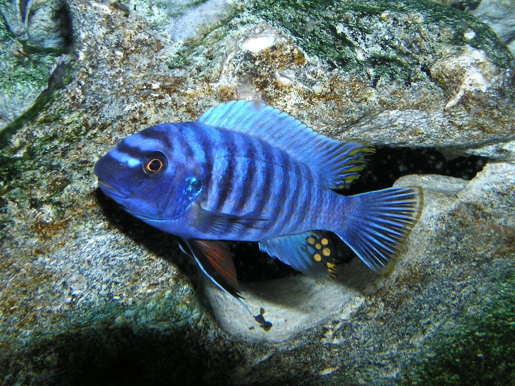Foto de Labeotropheus fuelleborni em ambiente natural ou aquário