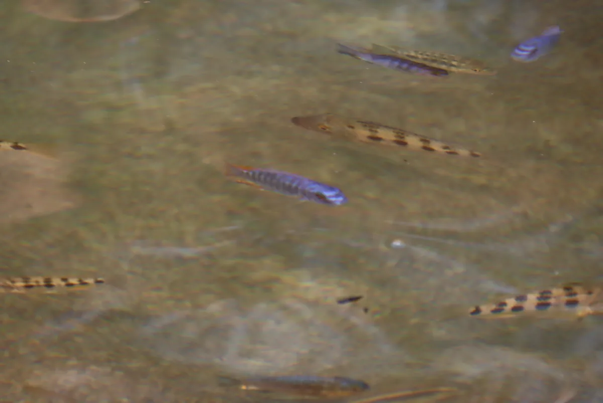 Foto de Labeotropheus trewavasae em ambiente natural ou aquário