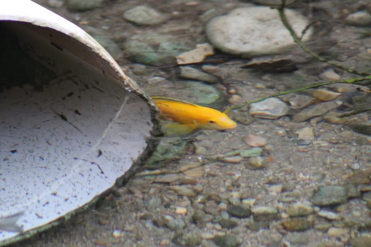 Foto de Labidochromis caeruleus em ambiente natural ou aquário
