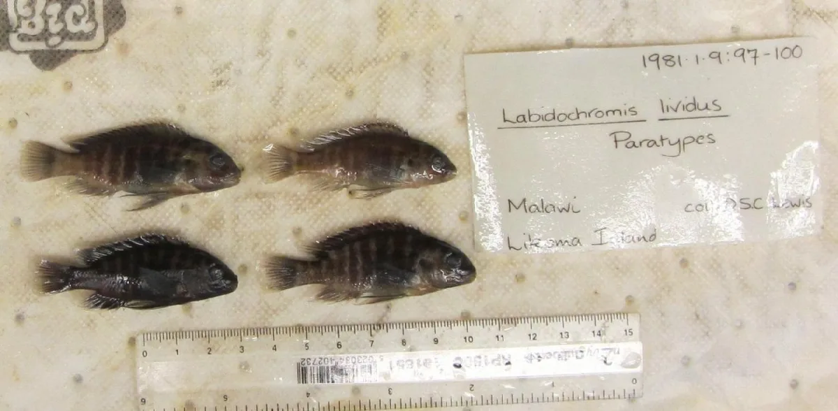 Foto de Labidochromis lividus em ambiente natural ou aquário