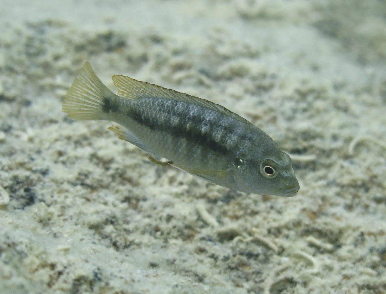 Foto de Labidochromis vellicans em ambiente natural ou aquário