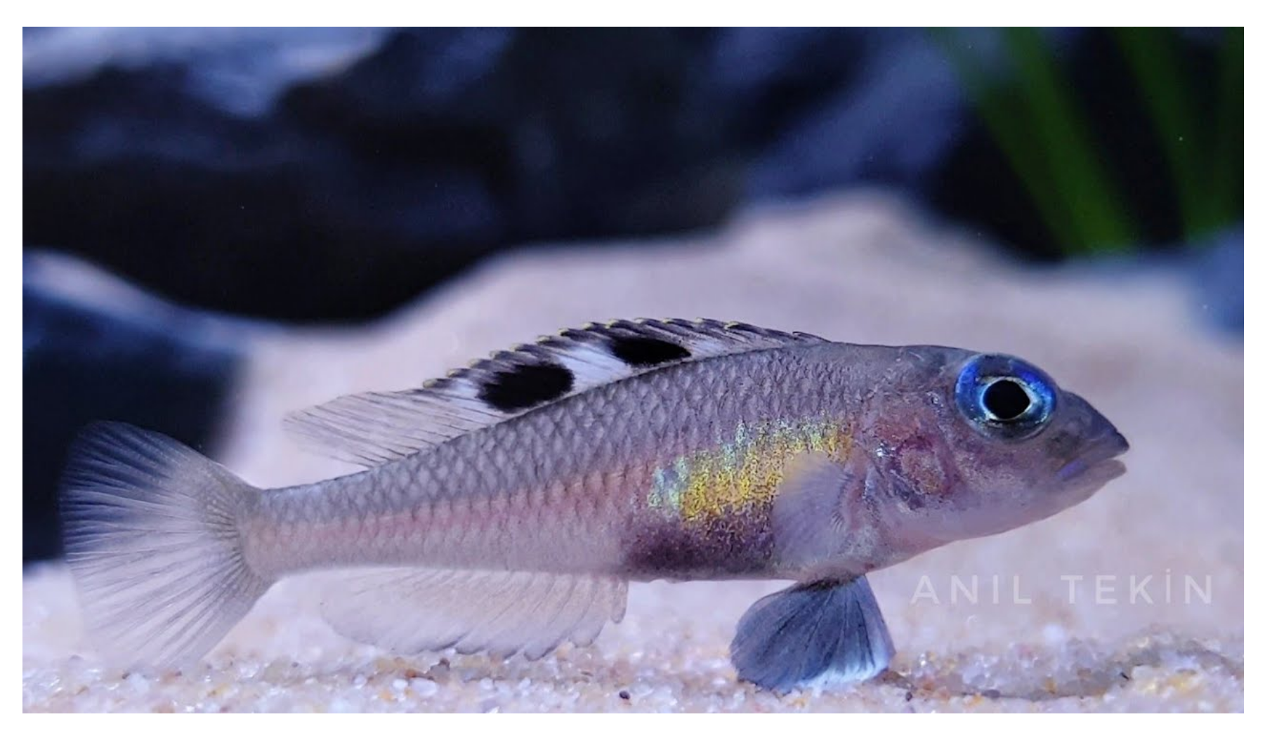 Foto de Lamprologus kungweensis em ambiente natural ou aquário