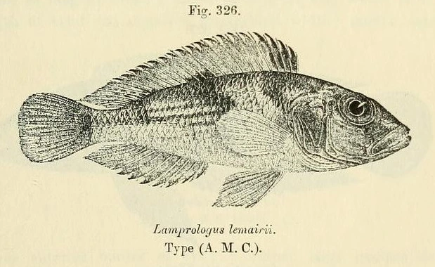 Foto de Lamprologus lemairii em ambiente natural ou aquário