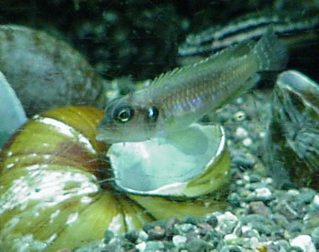 Foto de Lamprologus ocellatus em ambiente natural ou aquário