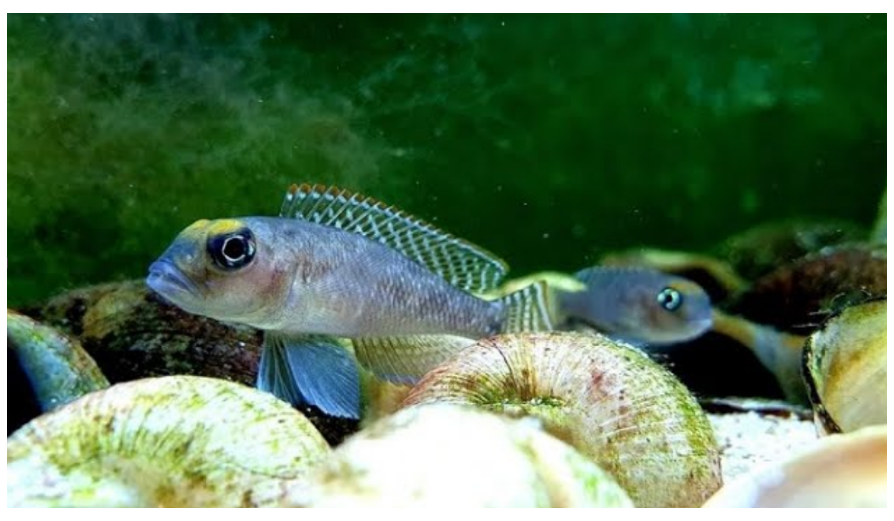 Foto de Lamprologus ornatipinnis em ambiente natural ou aquário