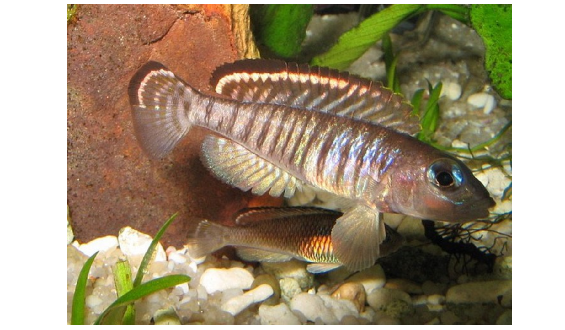 Foto de Lamprologus signatus em ambiente natural ou aquário