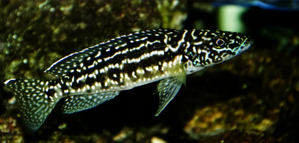 Foto de Lepidiolamprologus nkambae em ambiente natural ou aquário