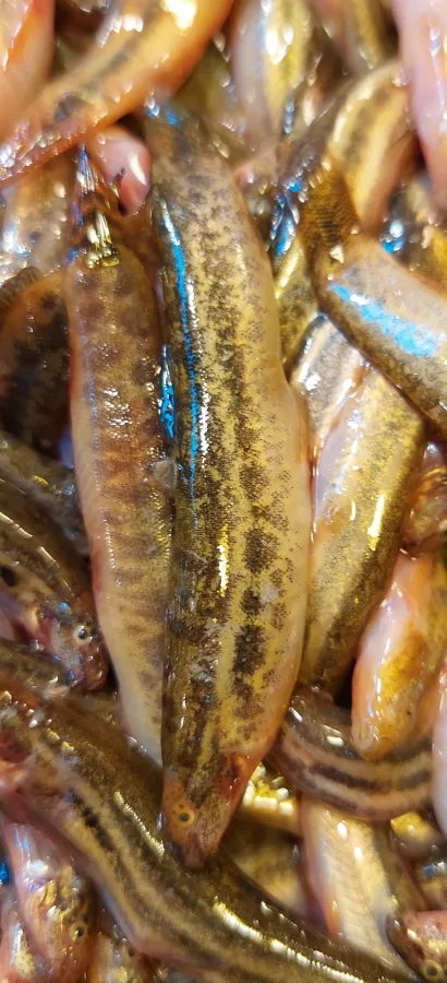 Foto de Lepidocephalichthys guntea em ambiente natural ou aquário