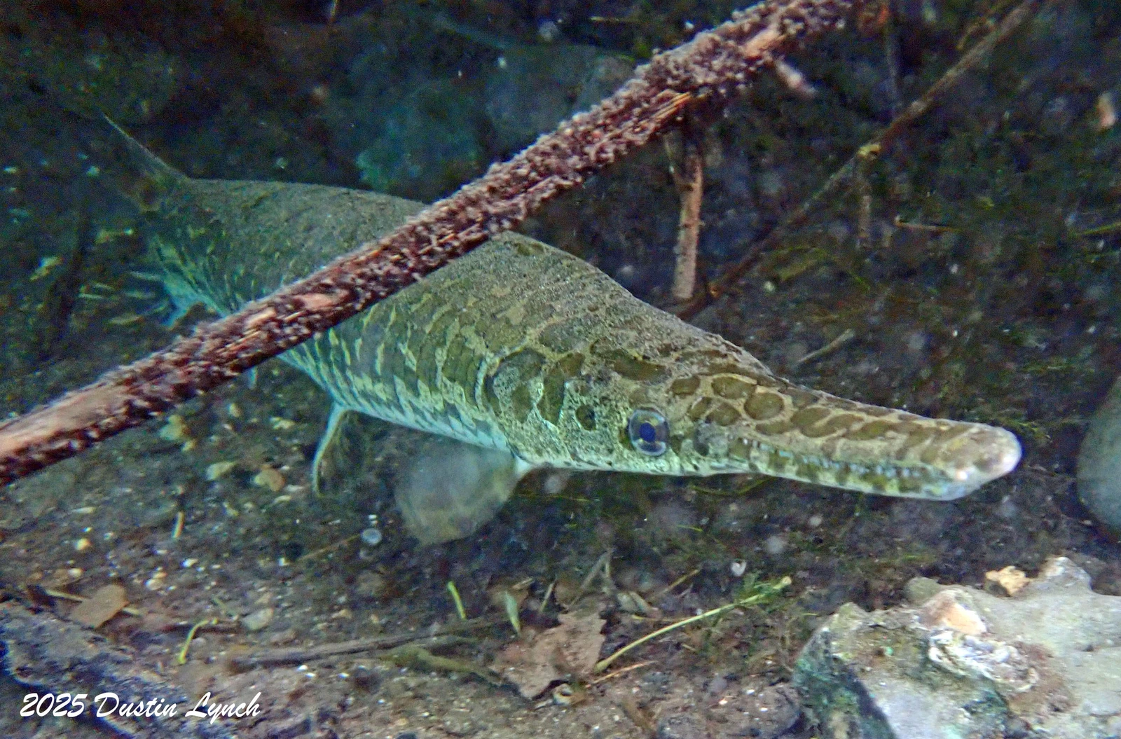 Foto de Lepisosteus oculatus em ambiente natural ou aquário