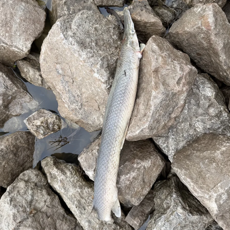 Foto de Lepisosteus platostomus em ambiente natural ou aquário