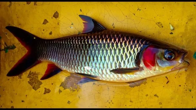 Foto de Leptobarbus melanopterus em ambiente natural ou aquário