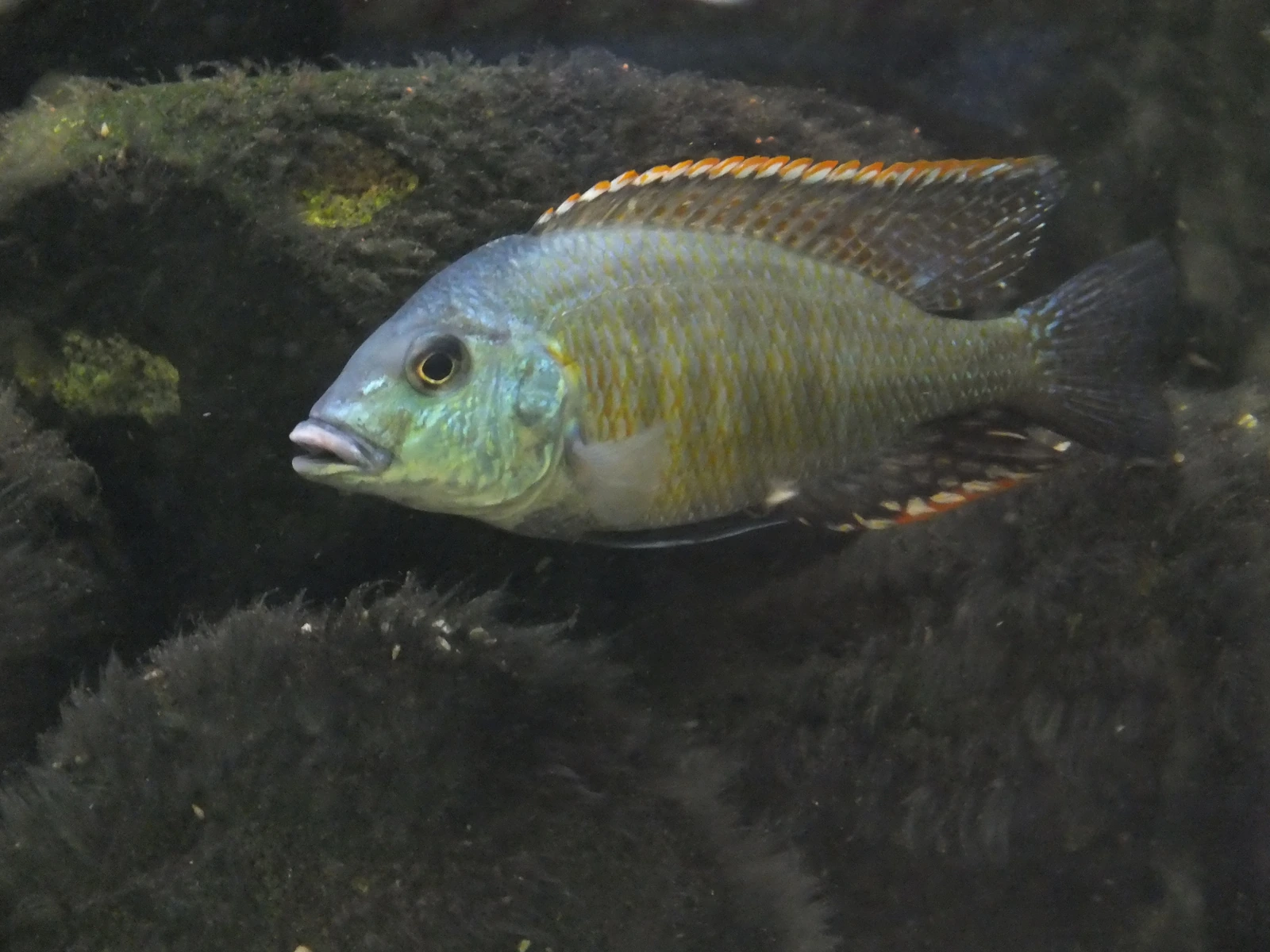 Foto de Lethrinops lethrinus em ambiente natural ou aquário