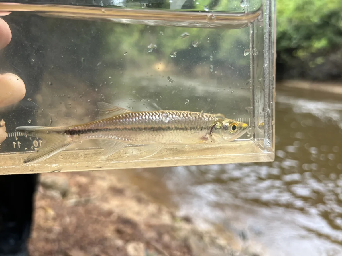 Foto de Luciosoma setigerum em ambiente natural ou aquário