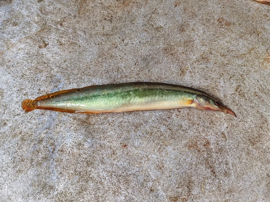 Foto de Macrognathus aral em ambiente natural ou aquário