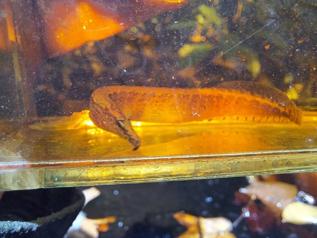 Foto de Macrognathus circumcinctus em ambiente natural ou aquário