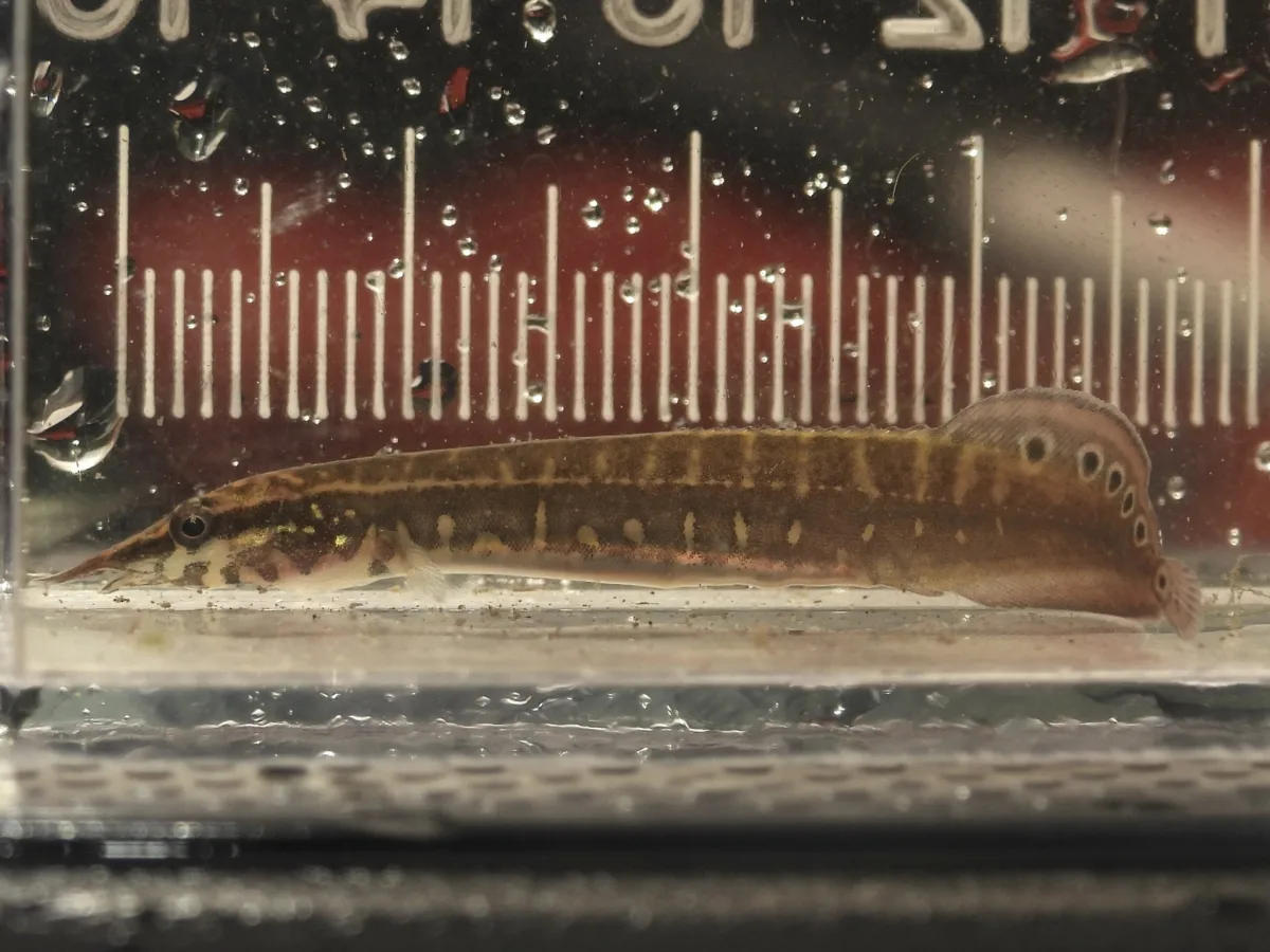 Foto de Macrognathus siamensis em ambiente natural ou aquário