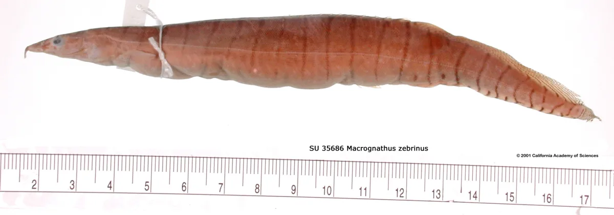 Foto de Macrognathus zebrinus em ambiente natural ou aquário