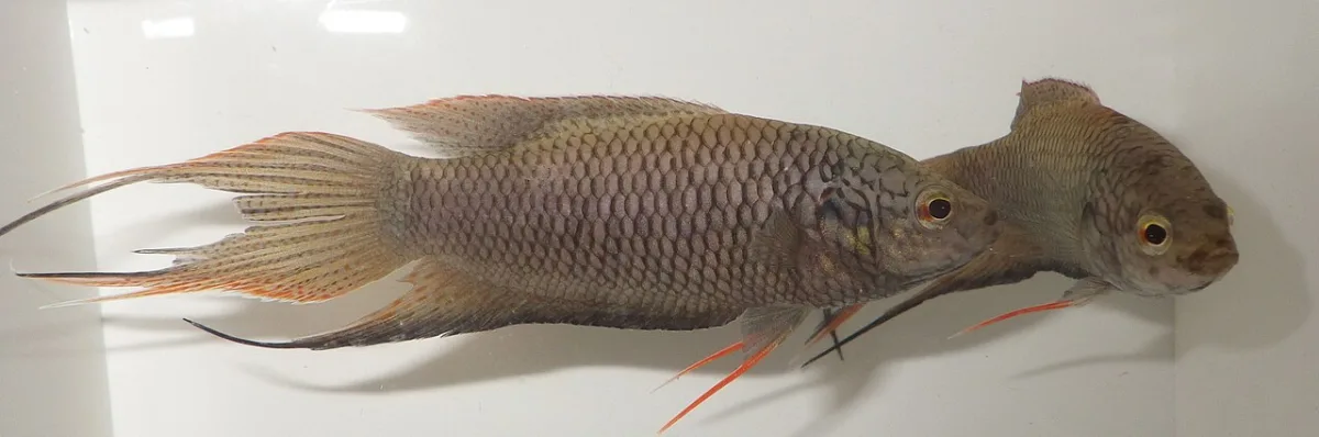 Foto de Macropodus erythropterus em ambiente natural ou aquário