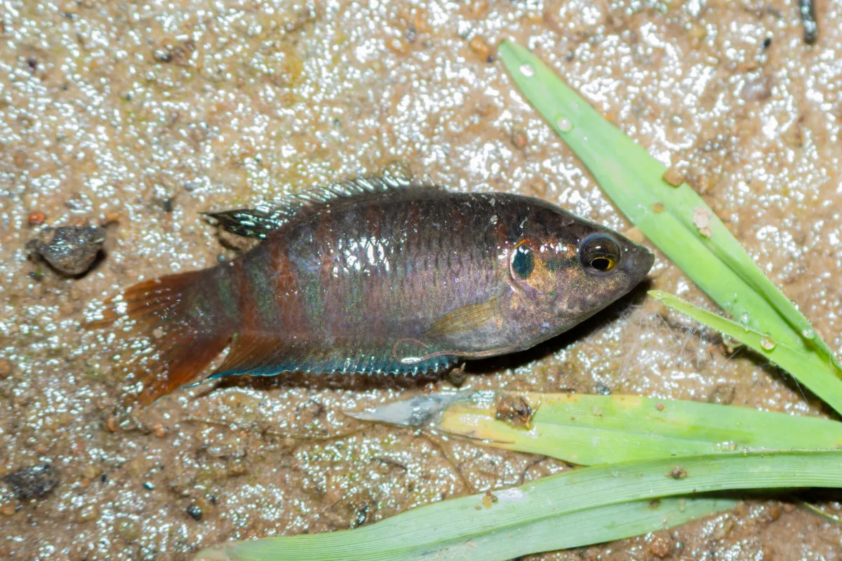Foto de Macropodus opercularis em ambiente natural ou aquário