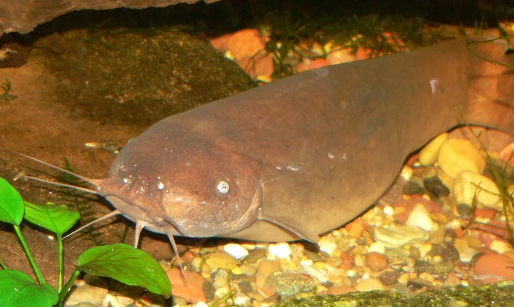 Foto de Malapterurus electricus em ambiente natural ou aquário