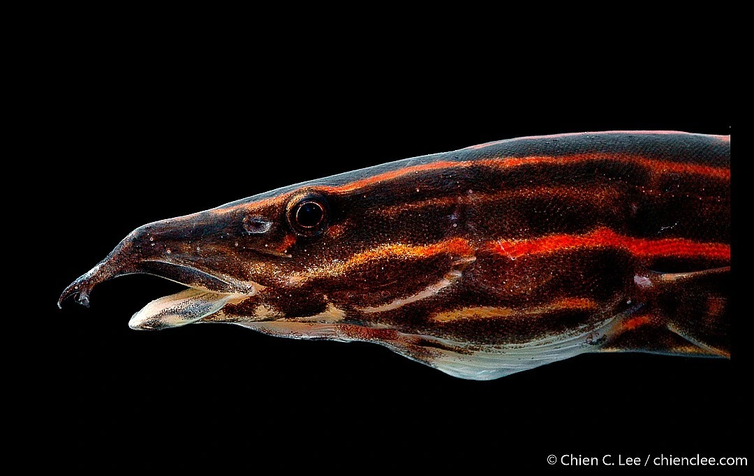 Foto de Mastacembelus erythrotaenia em ambiente natural ou aquário