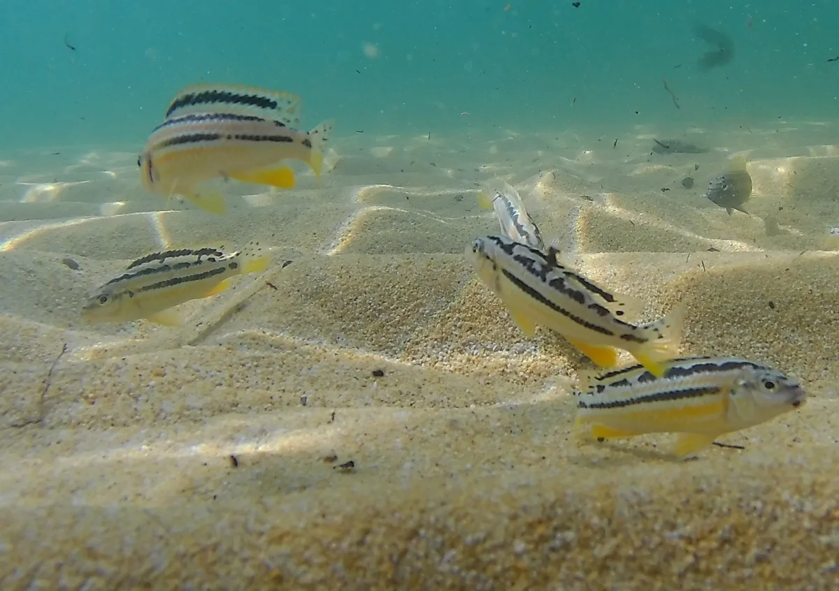 Foto de Melanochromis auratus em ambiente natural ou aquário