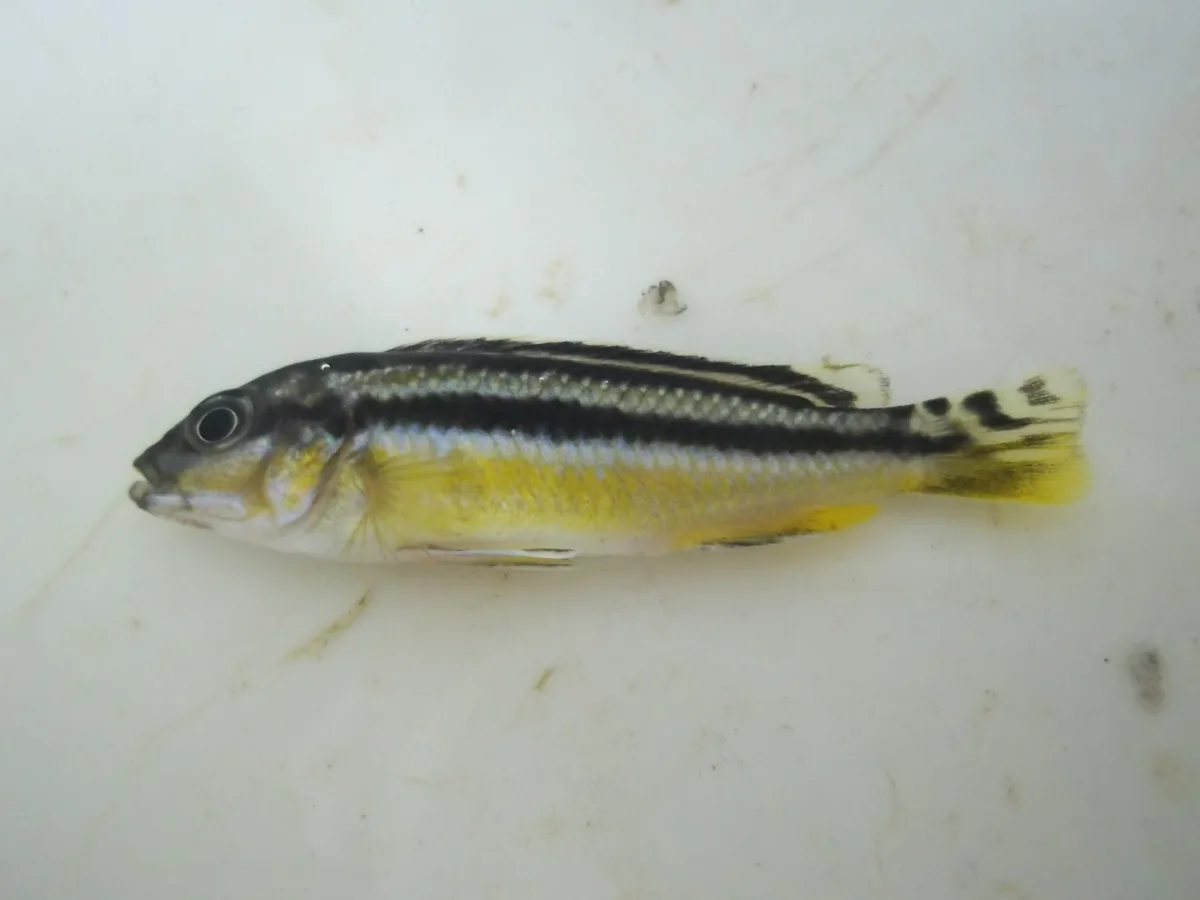 Foto de Melanochromis chipokae em ambiente natural ou aquário