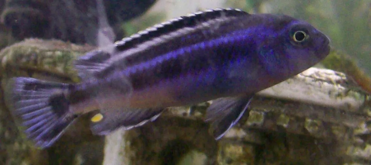 Foto de Melanochromis johannii em ambiente natural ou aquário
