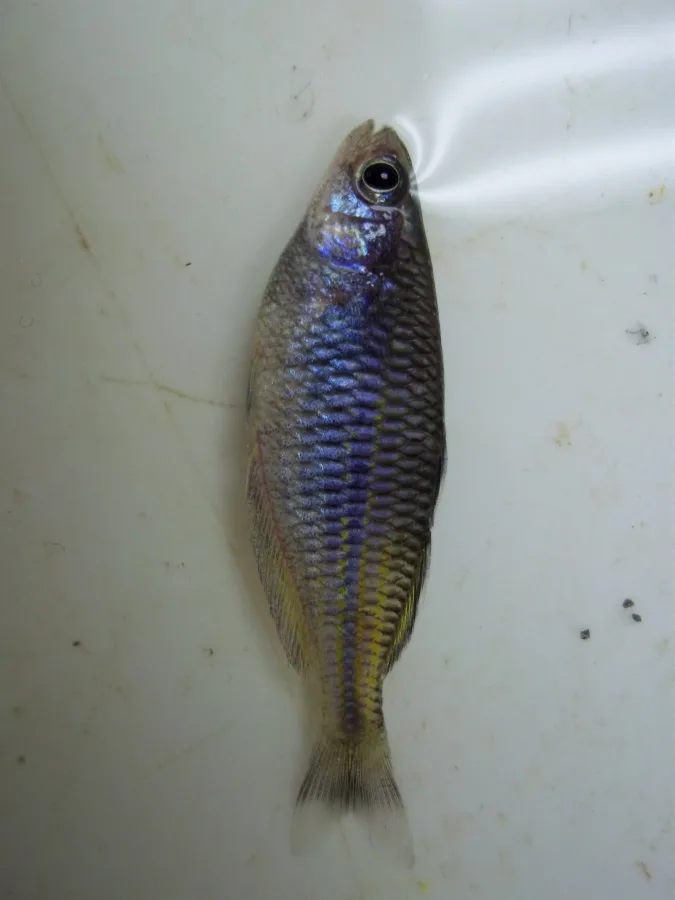 Foto de Melanotaenia boesemani em ambiente natural ou aquário
