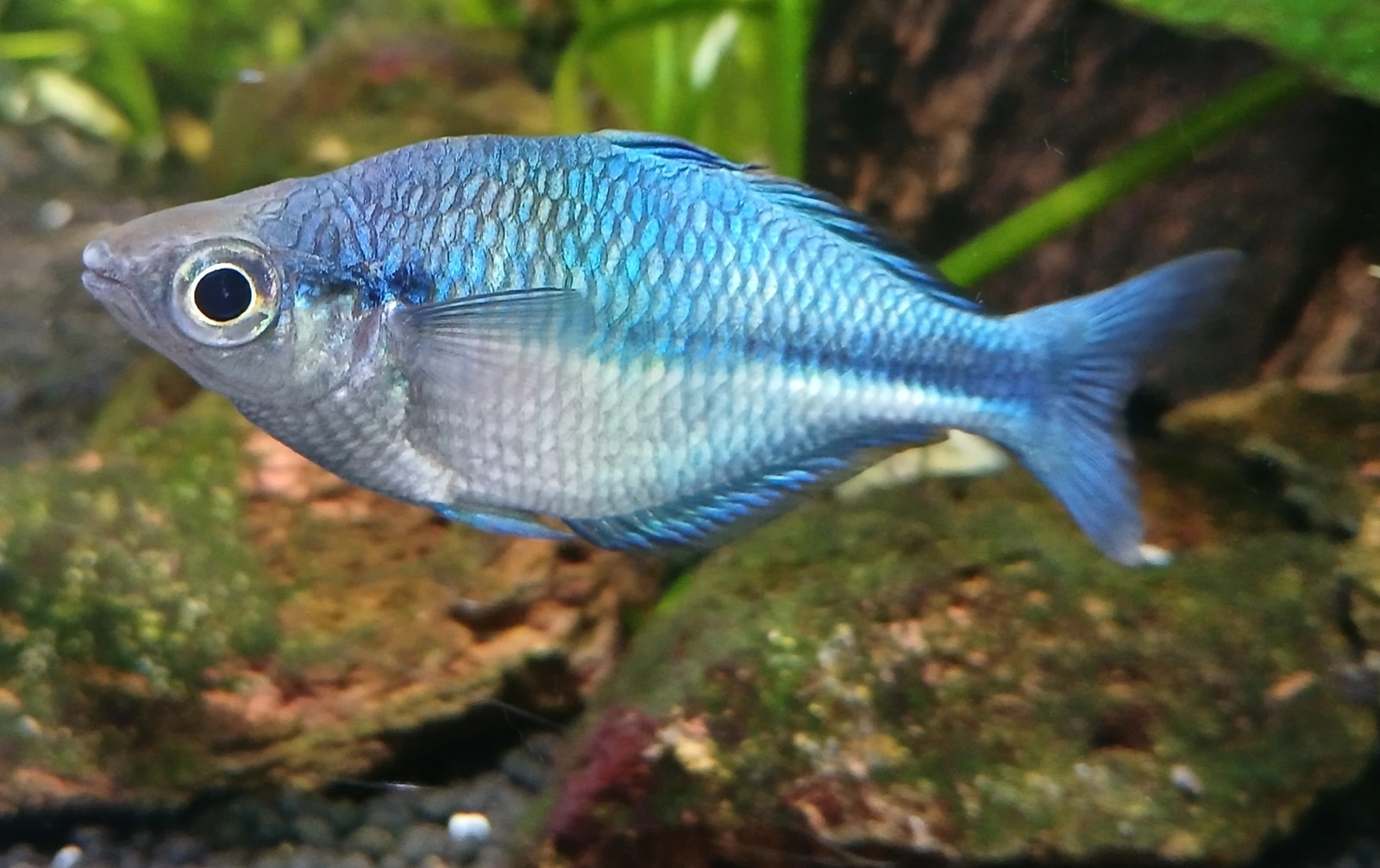 Foto de Melanotaenia lacustris em ambiente natural ou aquário