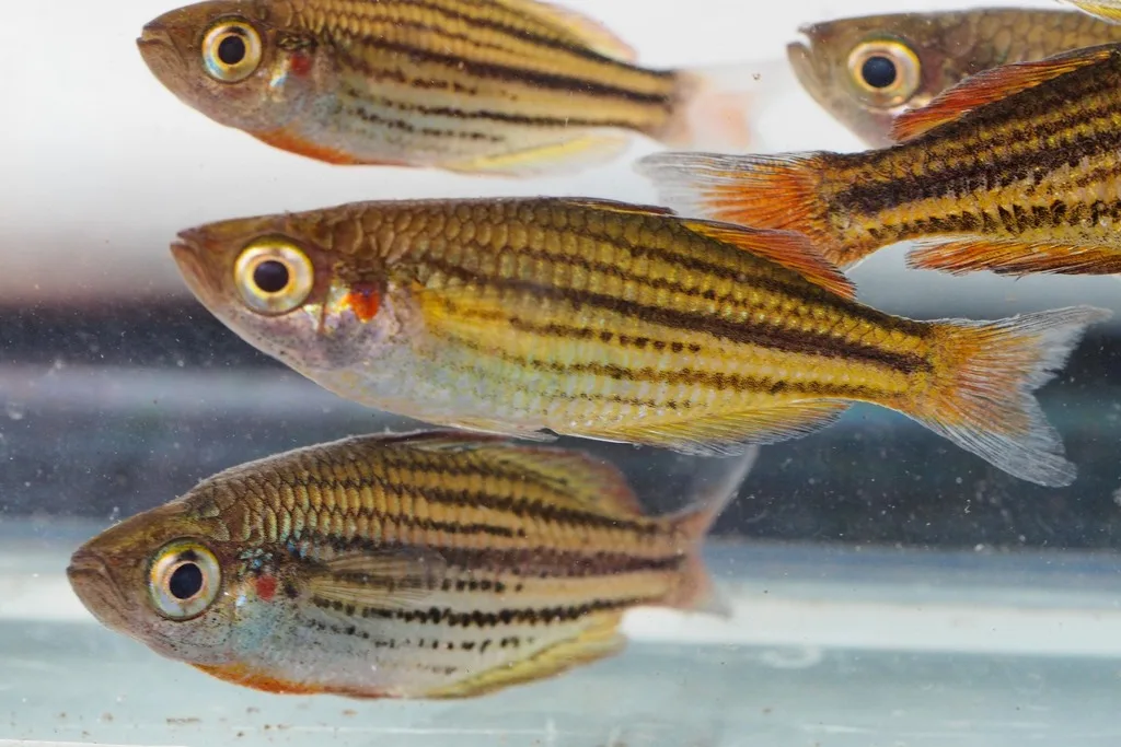 Foto de Melanotaenia maccullochi em ambiente natural ou aquário